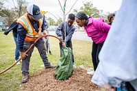 Students planting trees in West Greenville for Community Tree Day on Thursday, November 10. Original public domain image from Flickr