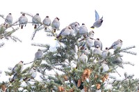 Bohemian waxwings perched on a douglass fir.