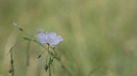 Flax. Bull Mountains; Musselshell County, MT; June 2022 