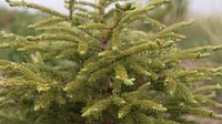 Fir leaves with water droplet.