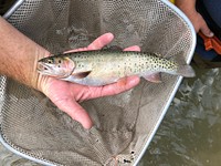 Bonneville Cutthroat Trout. 