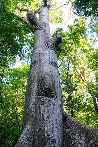 Big tree in forest.