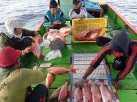 Fish caught by the fishermen are photographed on a measuring board. The pictures will later be scanned and the data organized by species. TNC has been working with fishermen aboard midsize fishing boats to develop FishFace technology. FishFace uses facial recognition technology to identify species of caught fish. Scientists use this data to help manage fisheries and to contribute to sustainable fishing practices.