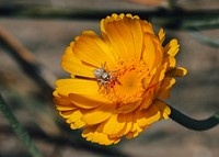 Jumping spider on Desert marigold. NPS/ Carmen Aurrecoechea