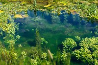 Restored pond, Wetland Reserve.