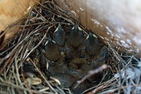 Baby birds in nest.