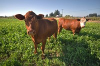 Cattle graze cover crops on land.