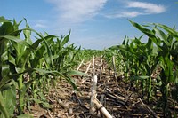 Corn planted into no-till corn residue.