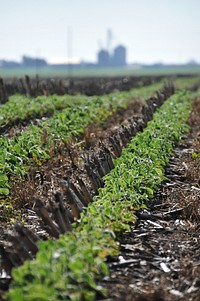 Soybeans grow through a dense blanket of diverse cover crop residue.