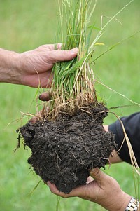 Donnie Dippel focuses on improving soil health as part of his Copperhead Bottom Ranch operation. Planned grazing and interseeding diverse plant species with a no-till planter are significantly improving soil health and the production capacity of his land.