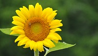 Bee on yellow sunflower.