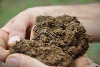 Healthy, fuctioning soils are full of life.