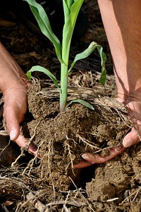 The roots of crops grown in Soil Health Management Systems are able to reach more deeply in the soil than crops grown in conventially farmed systems.