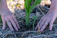 Crop residue helps soil retain moisture around corn plant. Good soil coverage from previous year's crop residue. Field of corn planted as part of crop rotation system on B&B Farms. Placed into rotational system both as a cash crop and also to build soil biology. Dan Buerkle practices the soil health principles on both rangeland and cropland. B&B Farms, Fallon County, MT. June 2021. 