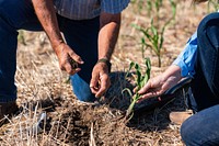 Planting sprout, agriculture.