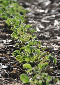 Soybeans grow through a dense blanket of diverse cover crop residue in this Nebraska field. USDA-NRCS photo by Ron Nichols