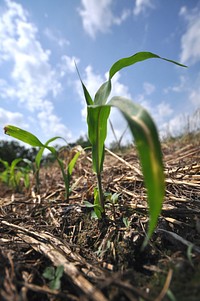 New corn growing.