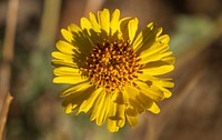 Desert Sunflower: Geraea canescensNPS / Preston Jordan Jr. Alt text: A close-up photo of a Desert Sunflower
