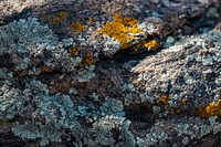 Lichen-covered rocksNPS/ Carmen Aurrecoechea
