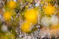 Abstract creosote in bloomAbstract Creosote bush (Larrea tridentata) in bloom. NPS/ Carmen Aurrecoechea