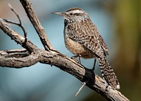 Cactus wren bird.