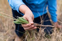 Taproot of plants on native prairie.