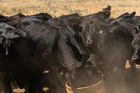 Cattle in drought field.