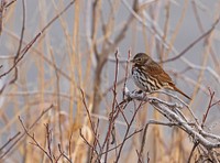 Fox Sparrow bird.