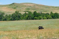Cattle grazing. Ryan Rigler participated in the ventenata control Targeted Implementation Plan. He chose to treat the infestation with herbicide and grazing management. The lighter patches on the hillsides is ventenata. Big Horn County, MT. June 2021. 