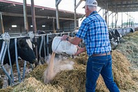 Farmer feeding dairy cow.