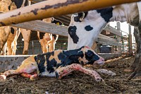 Newly born holstein calf being cleaned up.