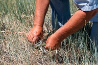 Clippings of native grass growth following chemical treatment for the invasive species Ventenata.