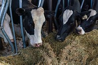 Dairy cow eating.