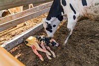 Newly born holstein calf being cleaned up.