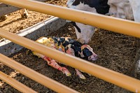 Newly born holstein calf being cleaned up.