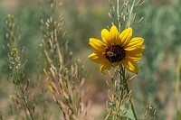 Sunflowers are just one of several diverse perennials seeded during monoculture conversion of 65-acre parcel seeded during the third year of monoculture conversion project. This location was previously monoculture crested wheatgrass pasture. Courtney Herzog chose to participate in the North Stillwater County Pasture Monoculture Diversification Targeted Implementation Plan, developed by the NRCS field office in Columbus based on local priorities. The purpose of the TIP is to renovate the monoculture pastures to a diverse mix of plants that allows for different season of use on these pastures. This option facilitates a grazing plan with more management options that helps to improve the health of native rangeland units. Herzog Farm, Stillwater County, MT. July 2021 