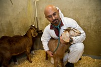 An APHIS Veterinarian inspecting goat on a farm in Maryland.USDA photo by R. Anson Eaglin