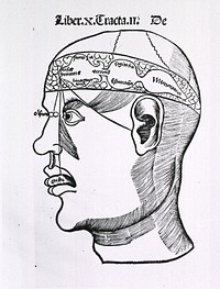 Senses and their corresponding parts of the brain, vintage illustration.