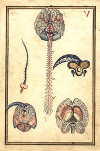 Human brainCollection: Images from the History of Medicine (IHM) Publication: 1660? Language(s): English Format: Still image Subject(s): Brain -- anatomy & histology Genre(s): Pictorial Works Abstract: Five views of the human brain, including cross section and arteries. Parts are numbered ("5," "12," "7"), indicating a link with an accompanying text/legend. Related Title(s): Is part of: Anatomical demonstration cards.; See related catalog record: 101520602 Extent: 1 painting on laid paper (1 sheet) : 23 x 16 cm. Technique: gouache, color NLM Unique ID: 101557703 NLM Image ID: C06204 Permanent Link: resource.nlm.nih.gov/101557703