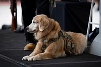 Service dog, Golden Retriever.