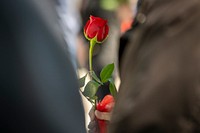 Wreath-laying ceremony, red rose.