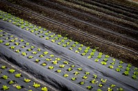 Urban vegetable farm, smart agriculture.