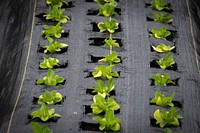 Vegetable farm, modern agriculture.