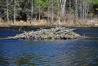 Beaver lodge, animal habitat.