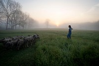 Dominique Herman raises Saxon Merino ewes, and Ile-de-France and Corriedale Sheep on her farm in Warwick, New York. Here, she leads them out to pasture in the in morning.(USDA/FPAC photo by Preston Keres)