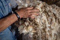 Raw sheep wool.