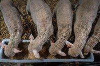 Merino sheep eating, farm animal.