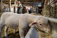 Merino sheep look to be fed.