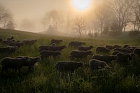 A flock of Corriedale Merino cross and Ike-de-France Merino cross to pasture for morning grazing.