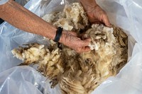Raw sheep wool in bag.